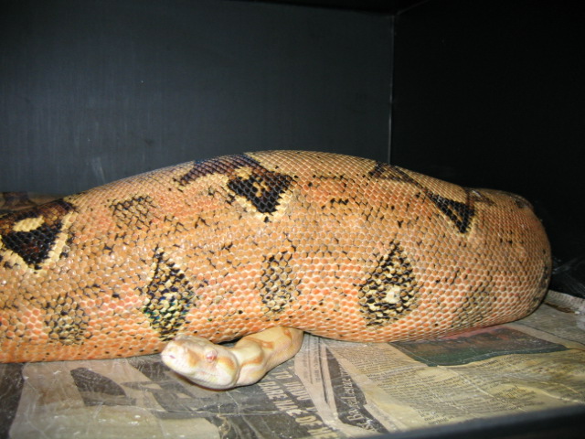 ov2 w albino