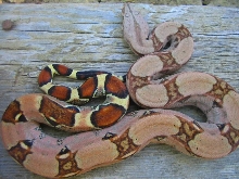 Lokken pastel 2