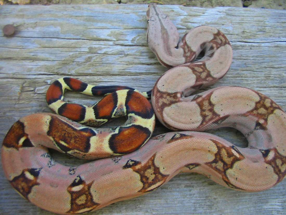 Lokken pastel 2