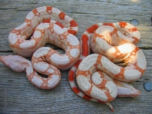 albino babies