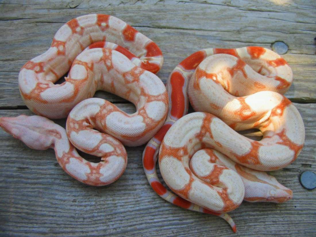 albino babies