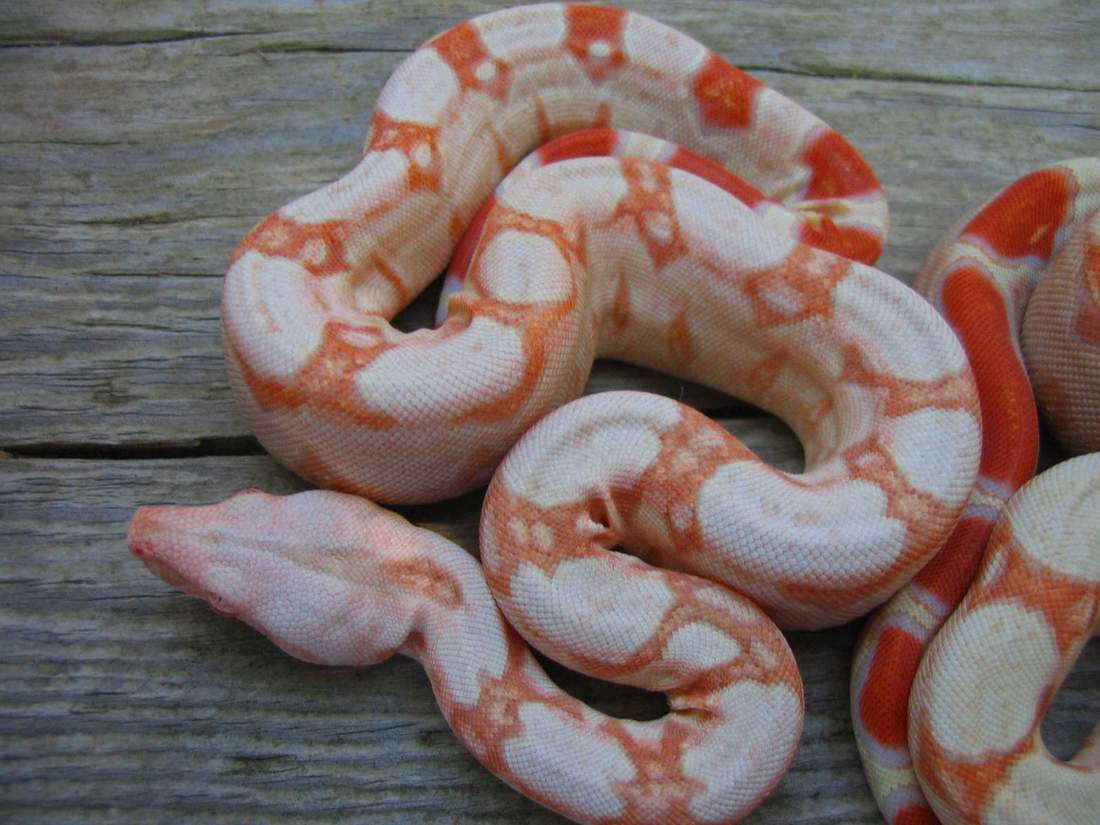 albino male