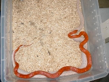 BLOODRED BREEDING STRIPED HYPO LAVENDER CORN