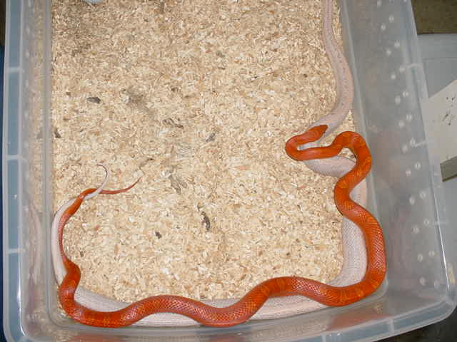 BLOODRED BREEDING STRIPED HYPO LAVENDER CORN