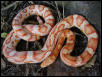 Frosted Candy Cane