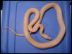 Vanishing Pattern Striped Hypo Lavender