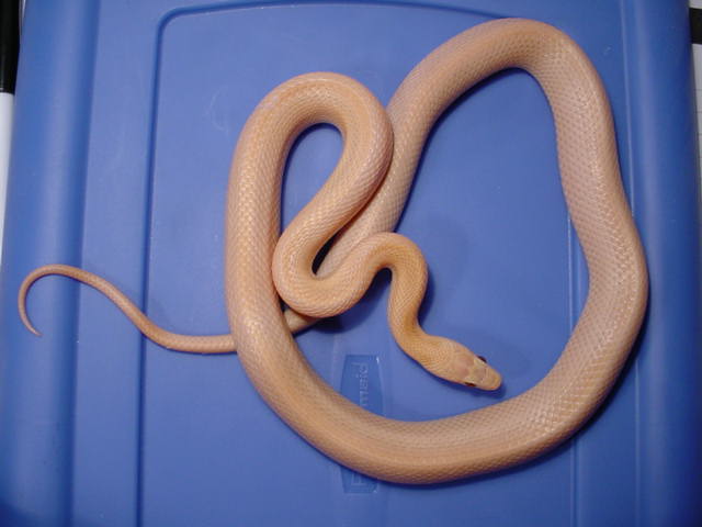 Vanishing Pattern Striped Hypo Lavender