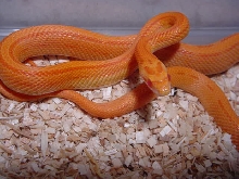 STRIPED SUNGLOW CORN