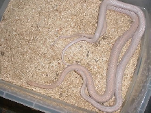 STRIPED LAVENDER CORNS BREEDING