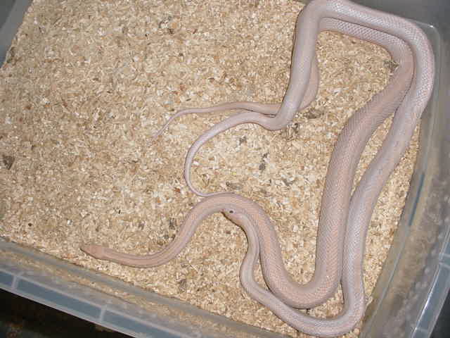 STRIPED LAVENDER CORNS BREEDING