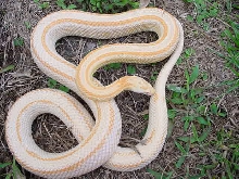Striped Creamsicle Corn