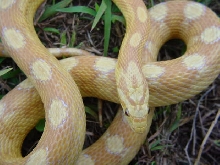 Motley Amber Corn