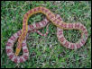 Ultra Hypo Corn