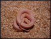 Striped Hypo Lavender