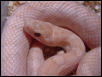 Hypo Lavender