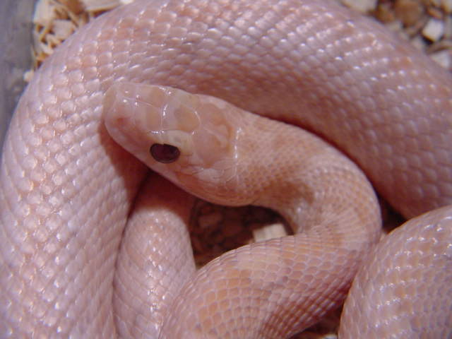 Hypo Lavender