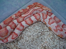 Frosted Candy Cane Corn