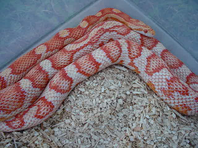 Frosted Candy Cane Corn