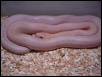 Striped Hypo Lavender