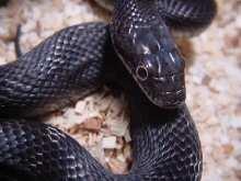 Black Rat