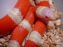 Albino Nelson's