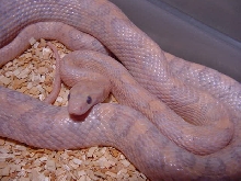 Hypo Lavender