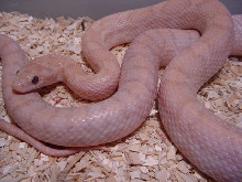 Hypo Lavender