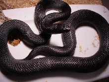 Black Rat