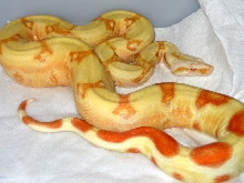 albino het stripe male