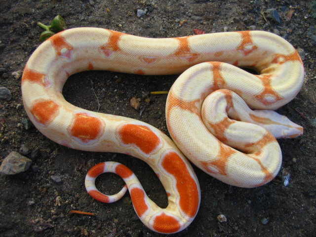 6 month female