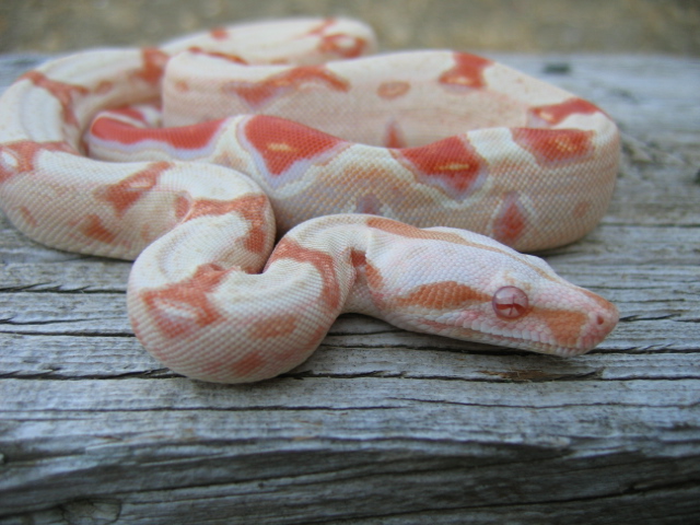 Holdback female 1