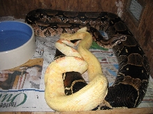 Albino x Suri Breeding