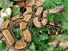 Arabesque het albino