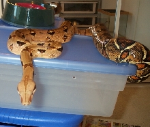 Het Albino Female
