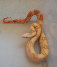 Female albino het stripe