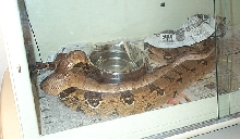 Breeding
