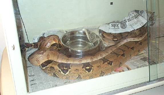 Breeding
