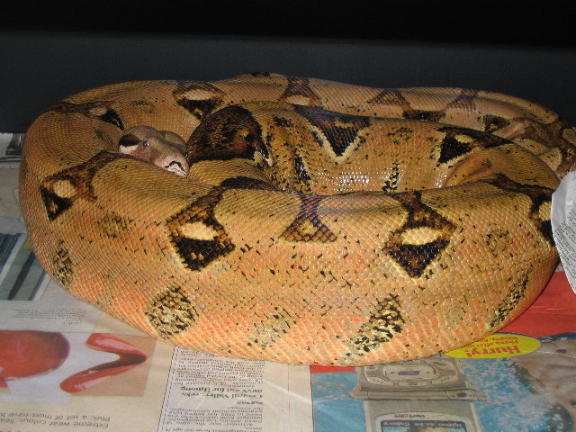 Gravid OrangeColombian