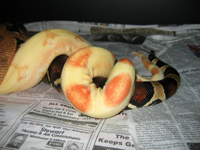 pastel albinos tail