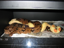 pastel albinos body