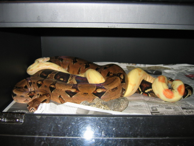 pastel albinos body