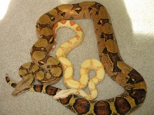 red group albinos