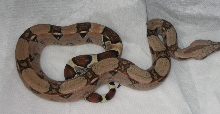 Lokken pastel 2