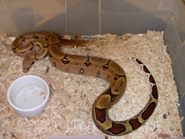 Yagi Peruvian