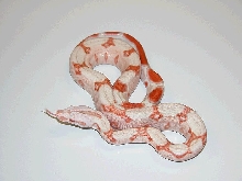 albino het stripe baby