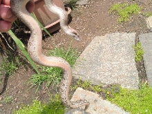 Cryptic boa?