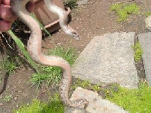 Cryptic boa?
