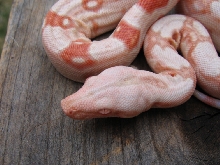coral albino head shot