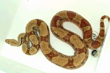 dh sunglow female