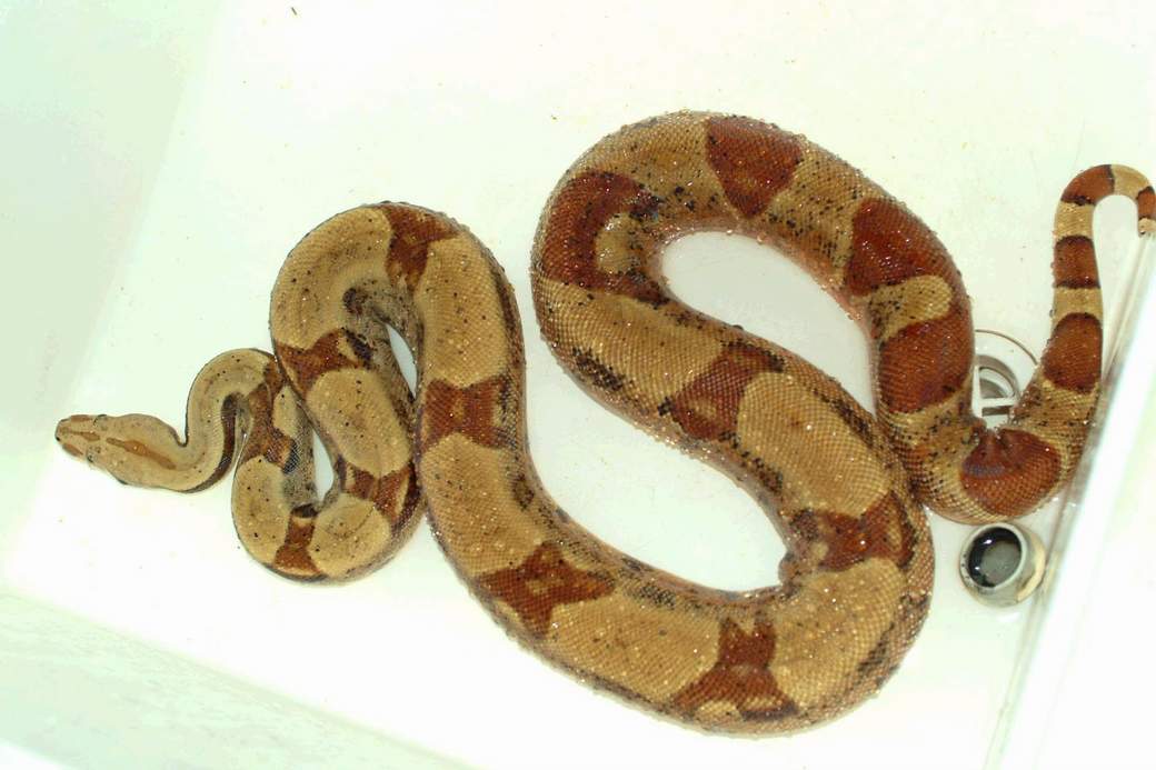 dh sunglow female